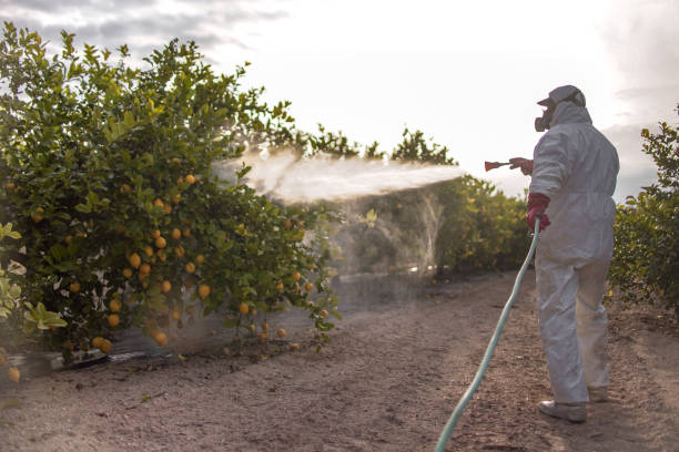 Best Wasp Removal Services  in Pquemine, LA