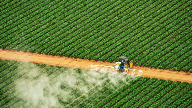 Best Commercial Pest Control Services  in Pquemine, LA