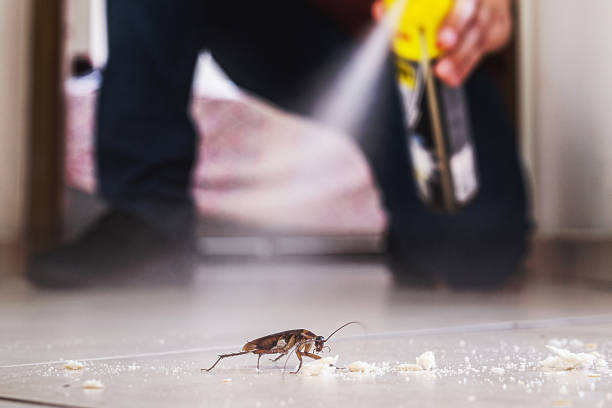 Best Local Pest Control Services  in Pquemine, LA