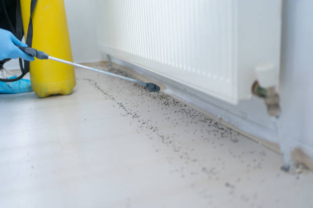 Best Rat Extermination Near Me  in Pquemine, LA
